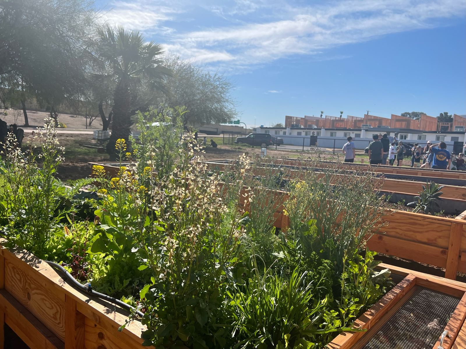 Raised wooden beds full of leafy greens and flowering stalks, with a group of people gathered in the distance.